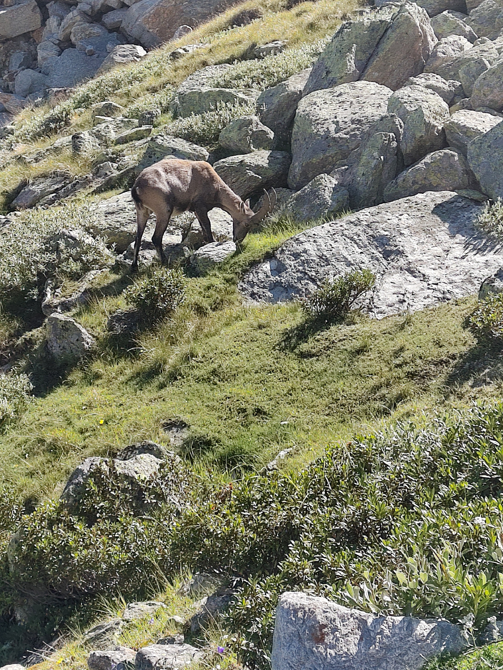 <a href='/hi/jeroen' class='caption'>» jeroen 16 July 2026 10:09 Grächen Bordierhütte</a>