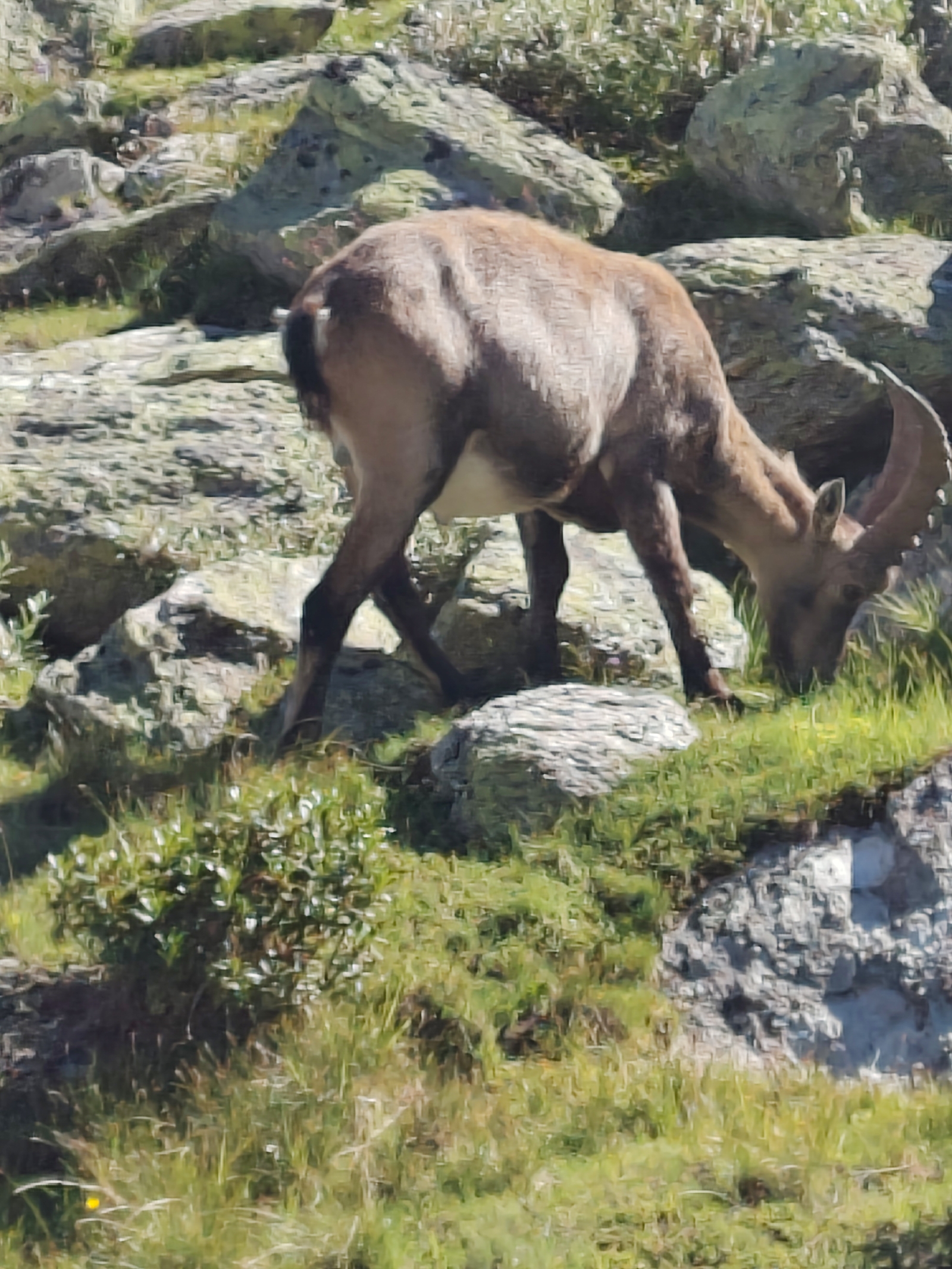 <a href='/hi/jeroen' class='caption'>» jeroen 16 July 2026 10:09 Grächen Bordierhütte</a>