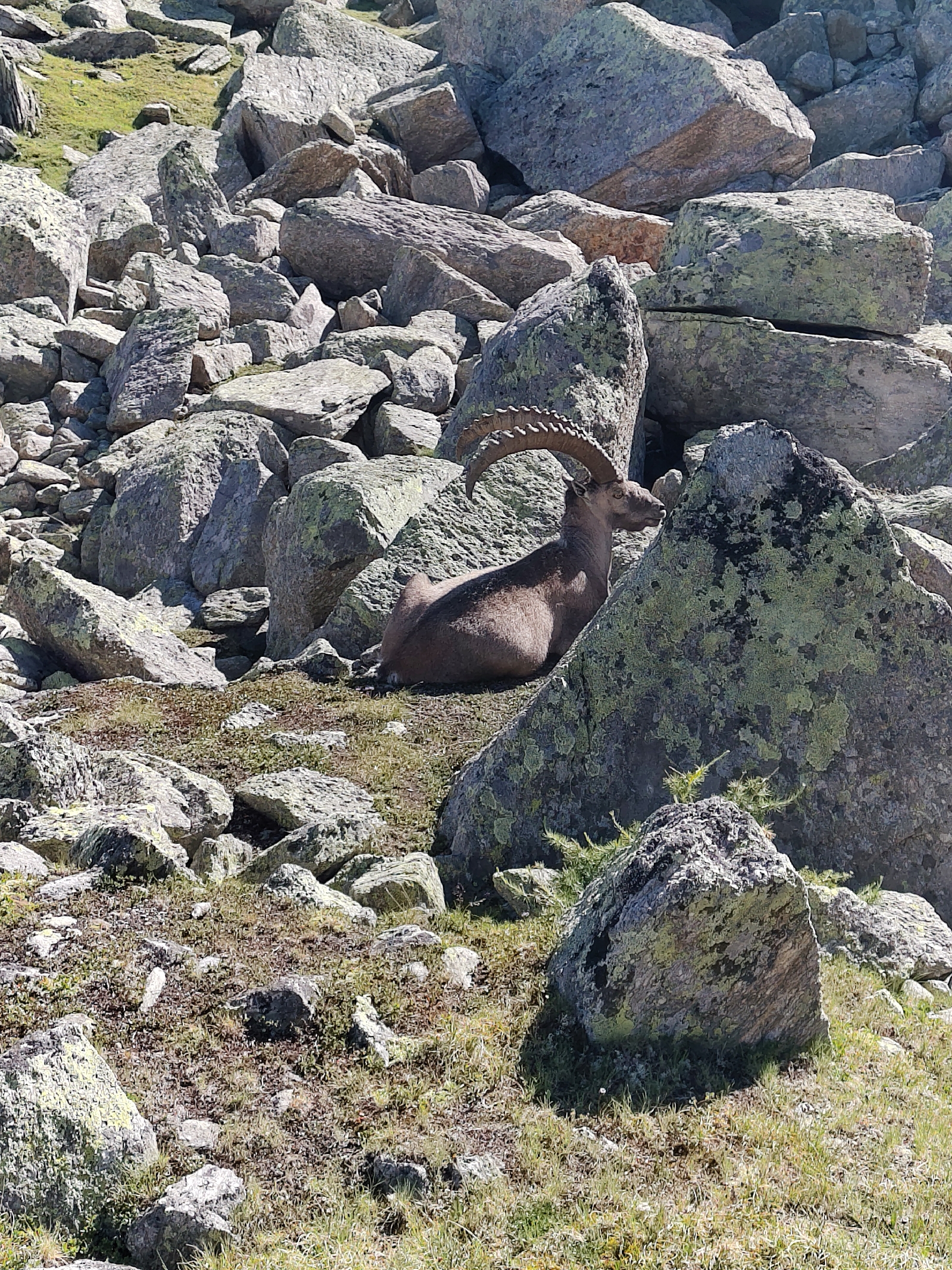 <a href='/hi/jeroen' class='caption'>» jeroen 16 July 2026 10:24 Grächen Bordierhütte</a>