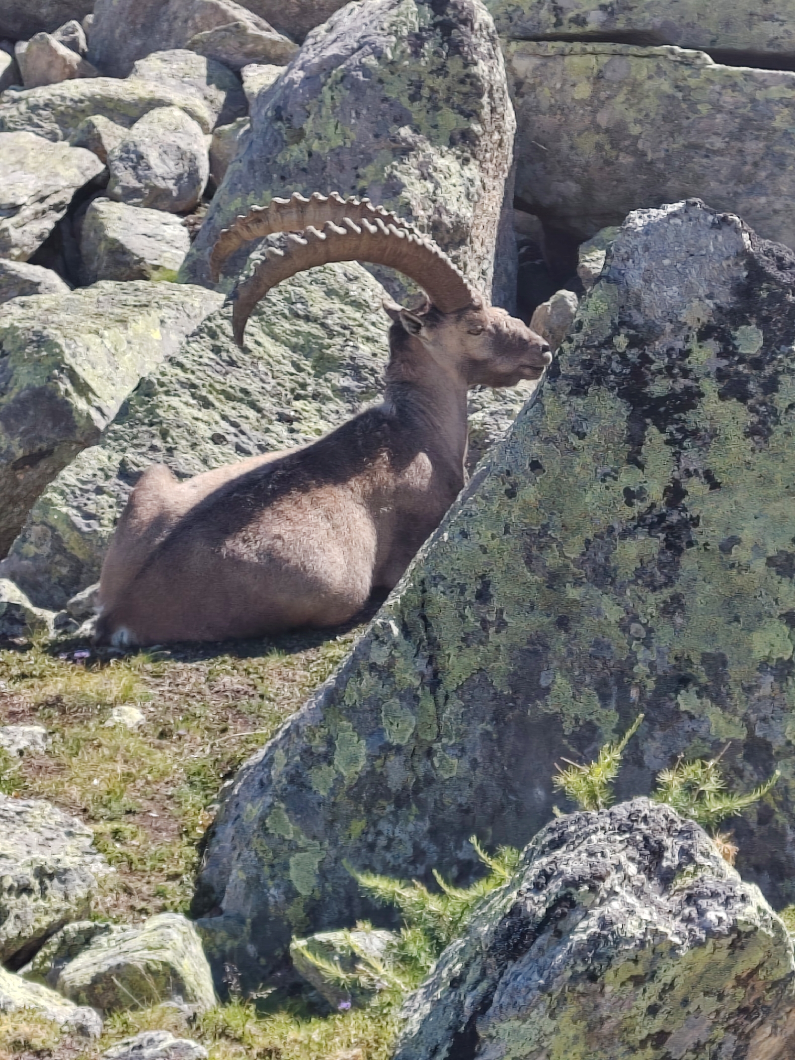 <a href='/hi/jeroen' class='caption'>» jeroen 16 July 2026 10:24 Grächen Bordierhütte</a>