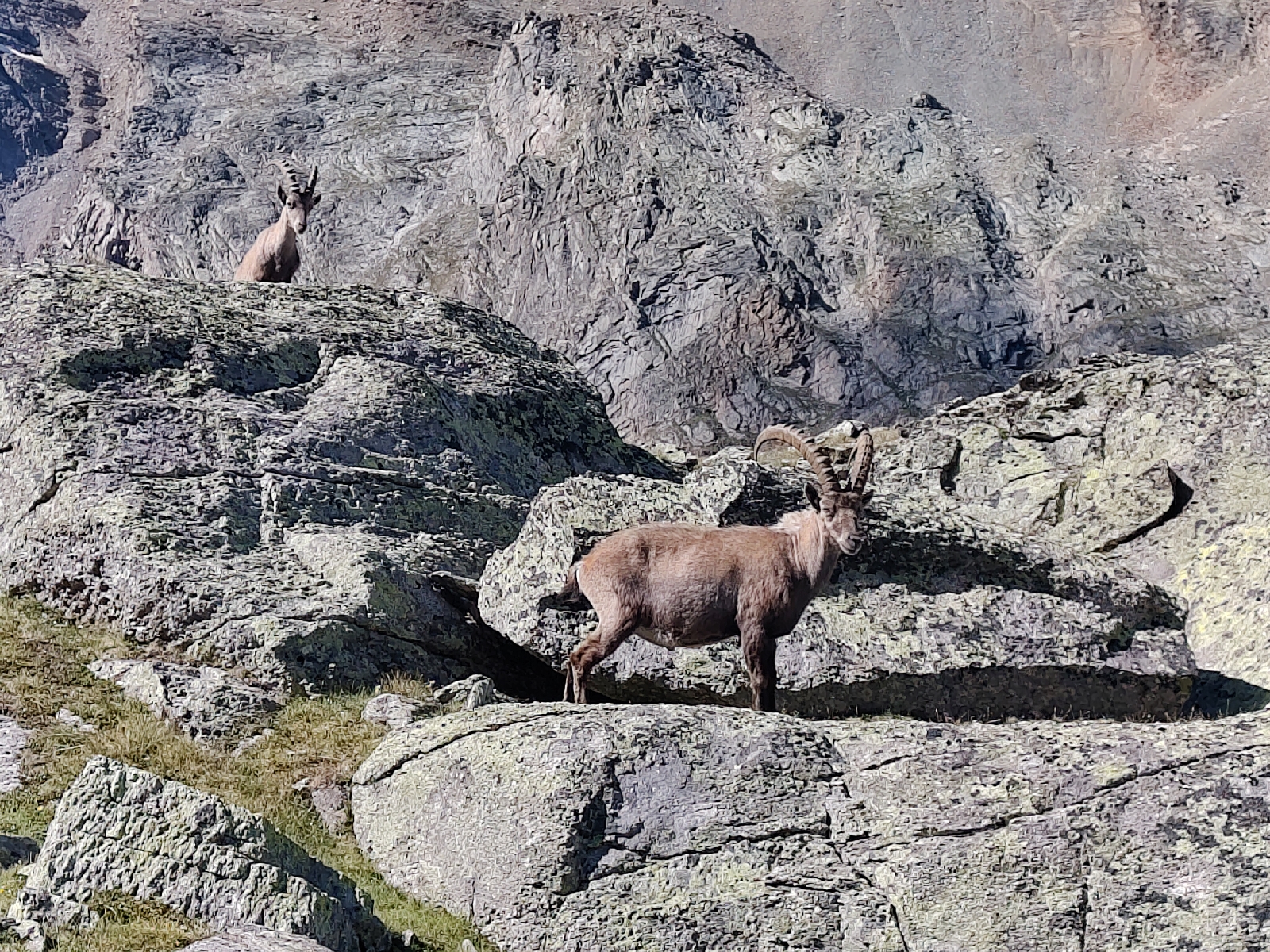 <a href='/hi/jeroen' class='caption'>» jeroen 16 July 2026 10:28 Grächen Bordierhütte</a>